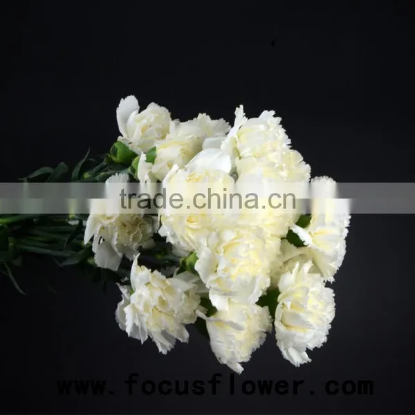 Fragrant Aroma Crazy Selling Anthurium Flowers Flower Pots Wholesale Snow White for Wedding Decoration From Kunming photo-4