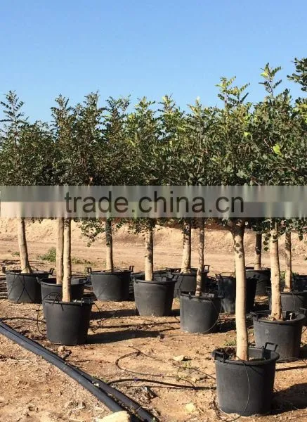 CERATONIA SILIQUA "Carob Tree" photo-2