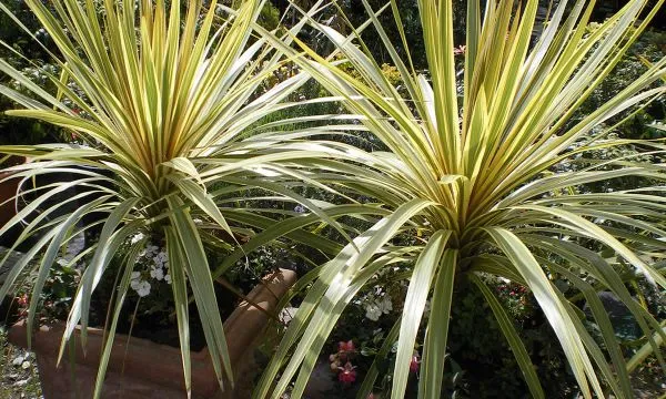Field Green Eco-Friendly Ornamental Garden Plants Artificial Yellow