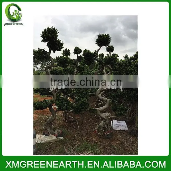 Ficus Microcarpa S Shape 1.8-2m photo-2