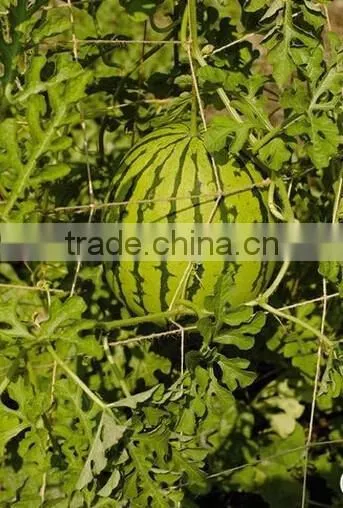 LEAN-TO TRELLIS REPLACEMENT TWINE photo-5