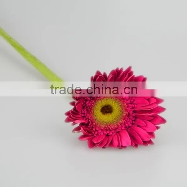 Factory Purple Petal Gerbera Fresh Flower photo-4