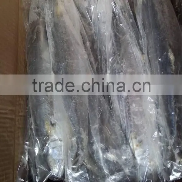 High Quality WR IQF Frozen Spanish Mackerel and Scomberomorus Niphonius photo-5