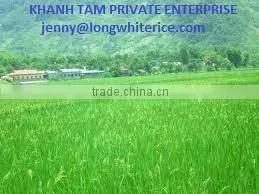 THAI JASMINE RICE DOUBLE SORTEX AND POLISH 5% BROKEN_KHANH TAM RICE MANUFACTURE photo-2