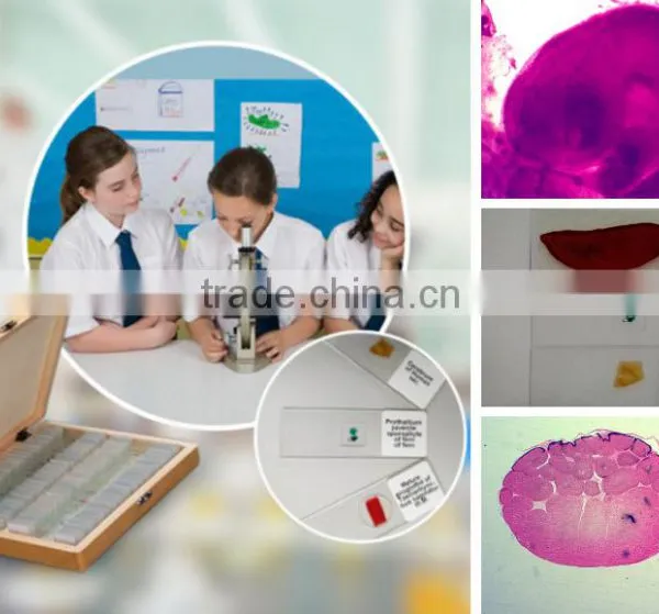 50pcs Box Chick Embryo Prepared Microscope Slides