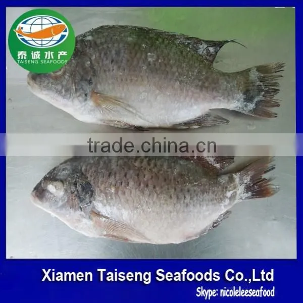 Cheap Frozen Seafood Fish Tilapia Fillet photo-5