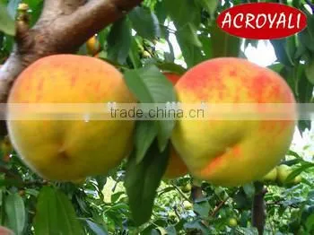 Fruit Fillings/Peach Pie Filling or Topping photo-4
