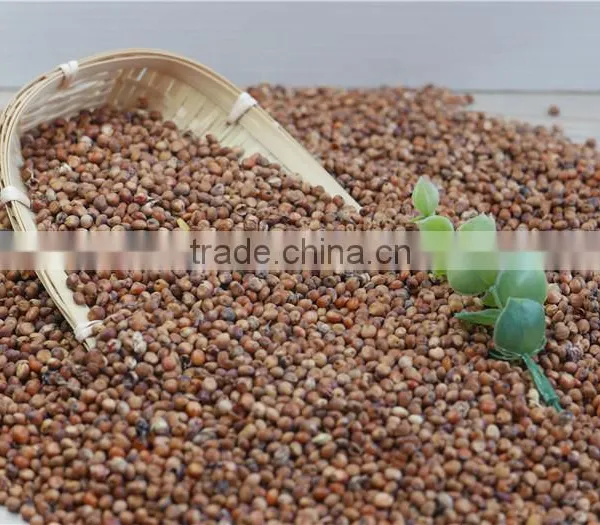 2016 Non-GMO Organic Glutinous Red Sorghum Sticky Sorghum photo-2