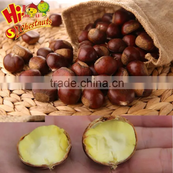 New Crop Fresh Chestnut Origin From Hebei photo-3