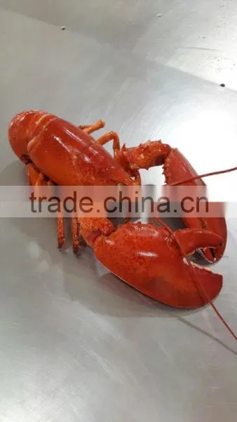 Frozen Cooked /frozen Raw Canadian Lobster photo-2