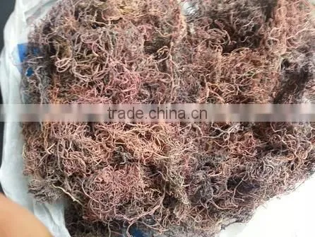 Sell Gracilaria Seaweeds photo-4