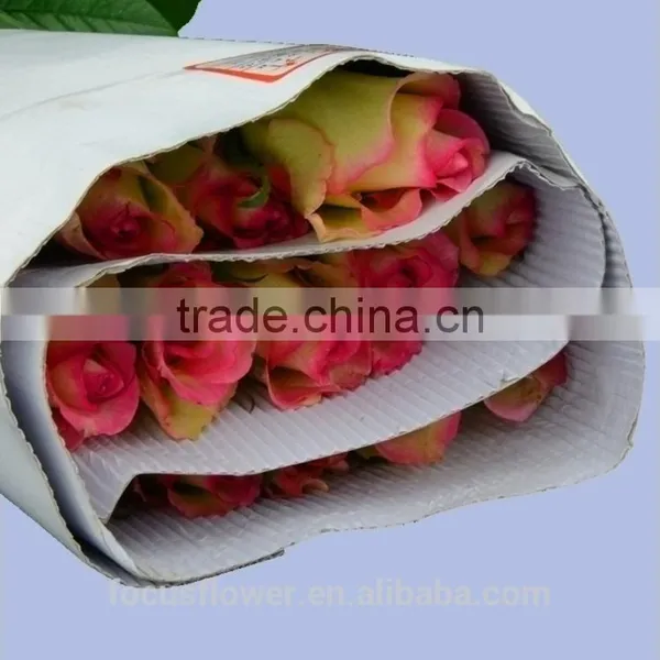 High Quality Red Velvet Fresh Cut Foliage Glass Love Roses Hopeshow With 20stems/bundle From Kunmming photo-6