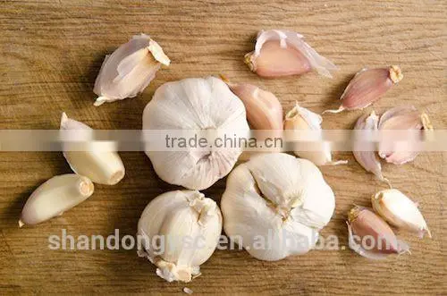 The Best Vegetable Product From China Fresh Garlic photo-4