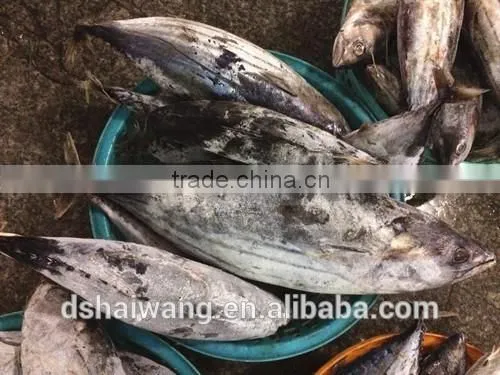 Frozen Seafood Skipjack Tuna Fish Sale With Size 300 - 750g + photo-4