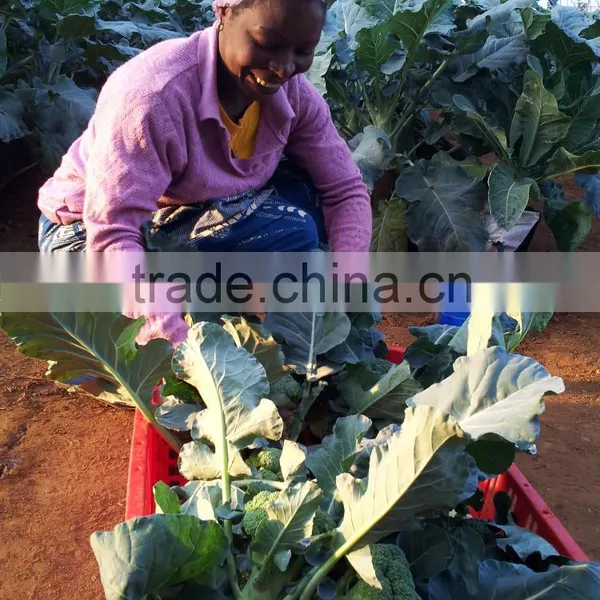 Irrigation Equipment and Hydroponics NFT Systems For Greenhouse