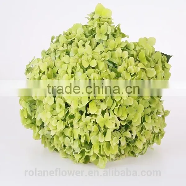 For Birthday Decoration Cheap Natural Hydrangea Latex Hydrangea From Yunnan, China photo-5