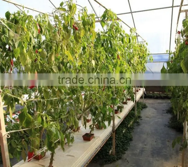 Venlo Garden Greenhouse for Mushroom photo-5