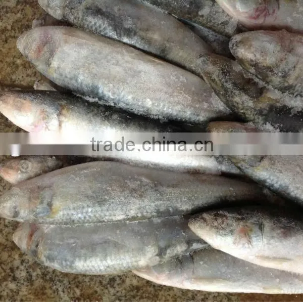 New Caught Whole Round Frozen Sardine 8-10pcs/kg for Market photo-3