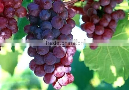 2016 High Germination Rate Grape Seed For Growing photo-4