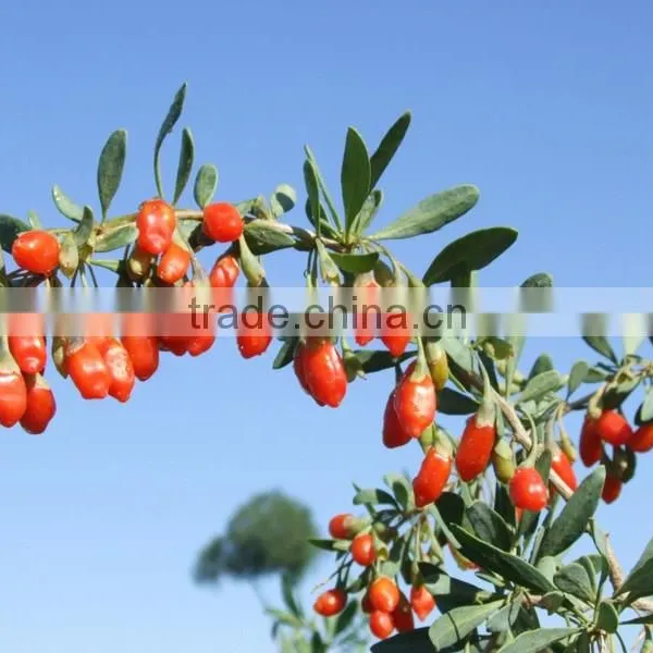 Lycium Barbarum Goji Berry Dried Medlar Low Price photo-2