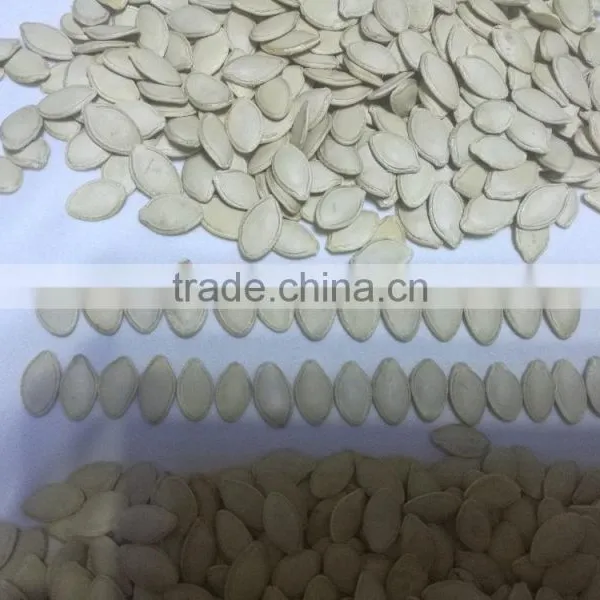 Snow White Pumpkin Seeds in Shell photo-3