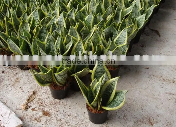 Sell Sansevieria Superba