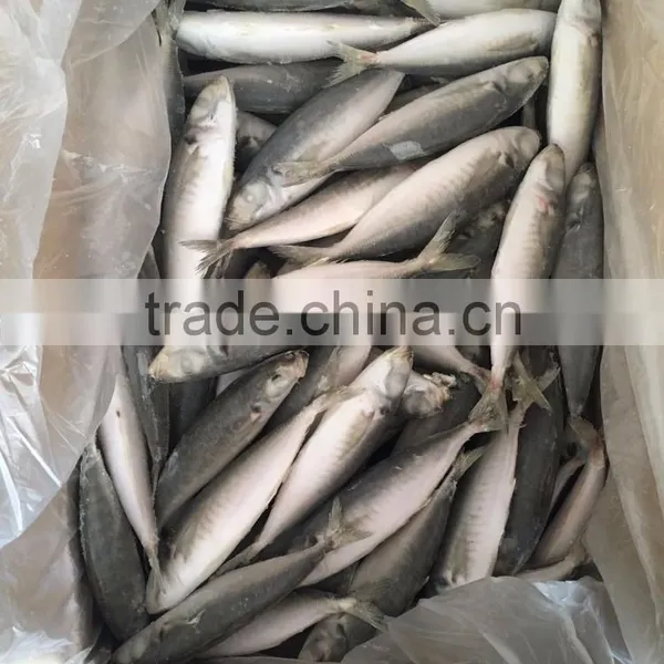 IQF Light Caught Frozen Round Scad Frozen Horse Mackerel photo-2
