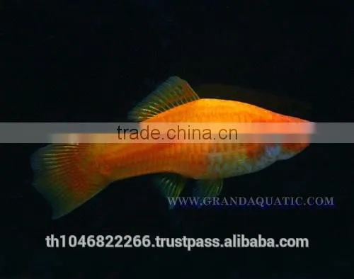 Swordtail Fish / Live Ornamental Fish photo-3