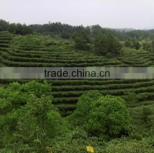 Premium Green Tea in Pallets photo-4