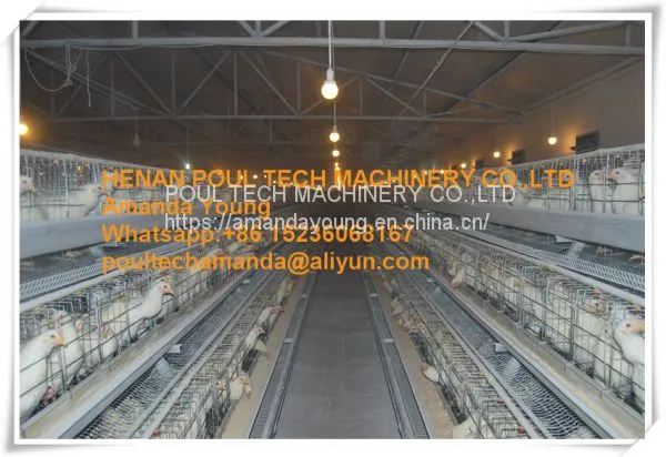 Honduras Poultry Farm A Type Battery Female Chicken Cage & Male Chicken Cage With Automatic Feeding Machine Used in Chicken Shed photo-2