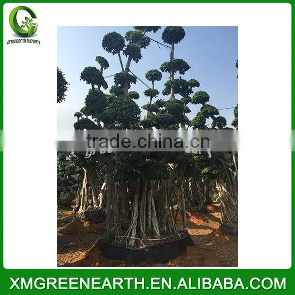 Ficus Microcarpa Big Bonsai 5m (1) photo-2