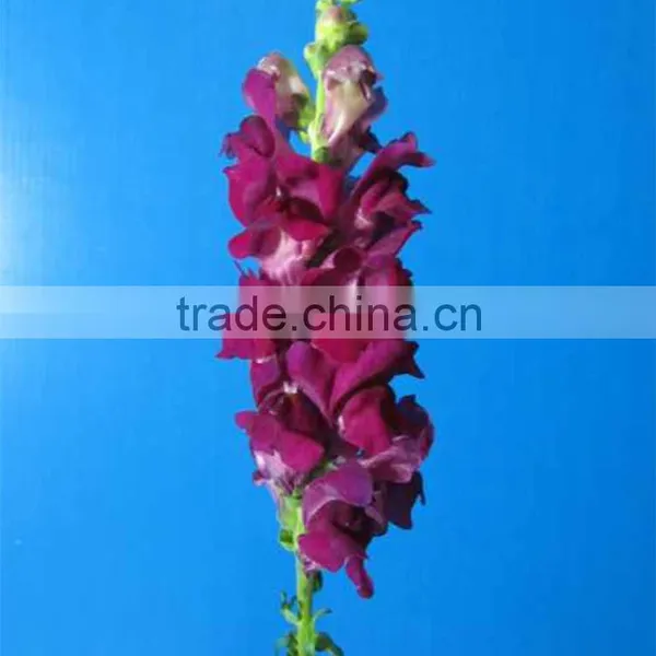 Quality Hot Selling Fresh Flowers Beautiful Snapdragon photo-4
