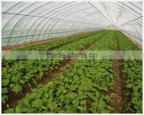 Fruit Tree HDPE Insect Proof Net / Greenhouse Plastic Anti Insect Net photo-3