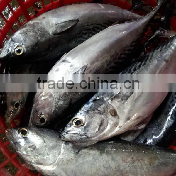 Frozen Auxis Thazard Bonito Tuna Fish WR photo-5
