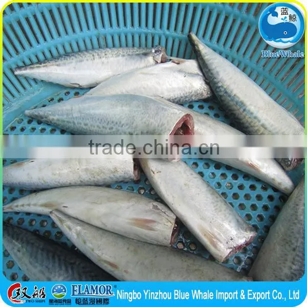 Frozen Pacific Mackerel HGT photo-5
