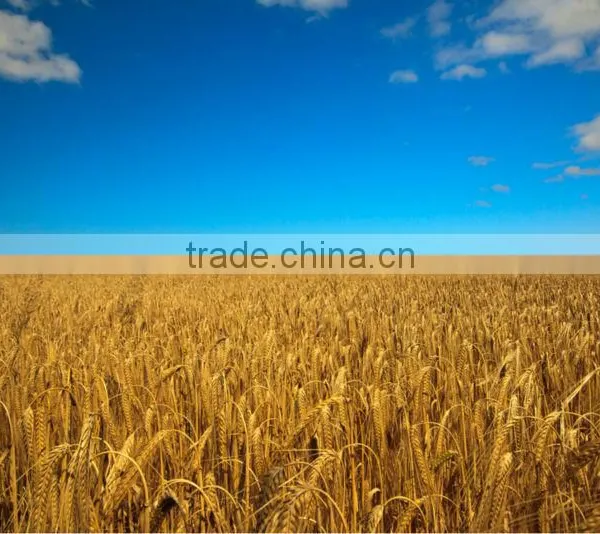 Malt Barley Supplier, From Australia