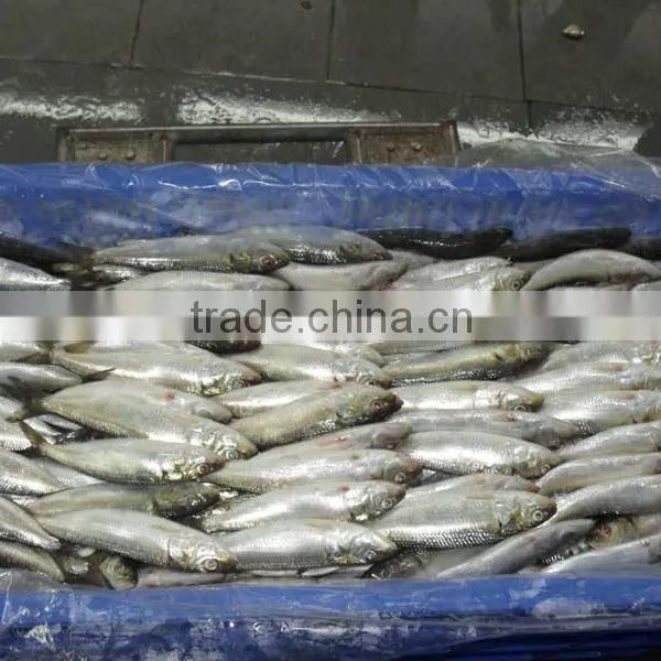 FROZEN SARDINE WHOLE ROUND photo-5