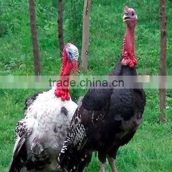Turkey Slaughter Equipment Cattle Slaughter Equipment Poultry Slaughter Unit Hen Duck Profession Production Cheapest Price