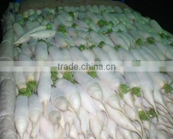 Fresh White Radish