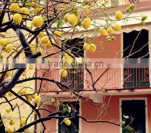 Lemon Tree photo-6