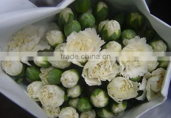 Real Touch Carnation Flowers Cut for Wholesale photo-6