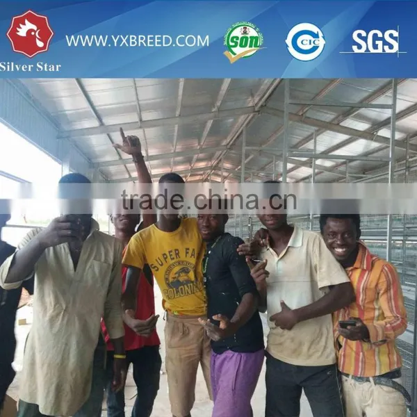 2.15m 3 Tiers Layer Chicken Cage for Poultry photo-4