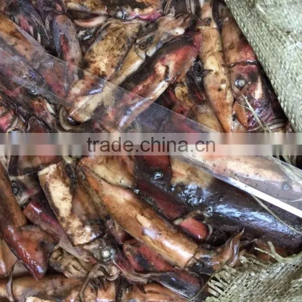 Frozen Squid