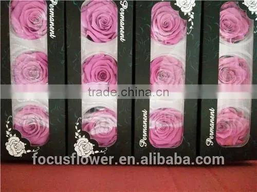 Red Preserved Rose A Grade 6 to 7 cm Bud With Wholesale Price