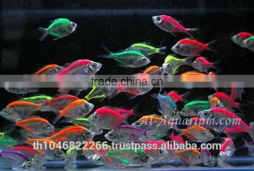 Glass Fish Mix Color For Sale / Ornamental Fish International Exporter photo-2