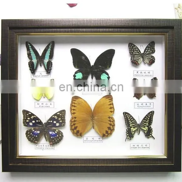 Butterfly Collection Frame for Home Decoration Use