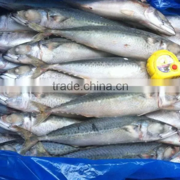 Frozen Pacific Mackerel