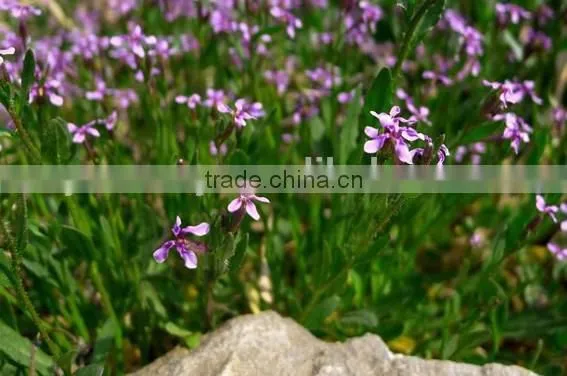 Virginia Stock, Malcolmia , Flower Seeds , Herb Seed,vegetalbe Seed,fruit Seed,grass Seed photo-2