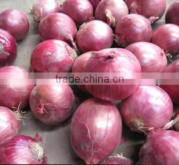 Chinese Red Onion Specification Fresh photo-2