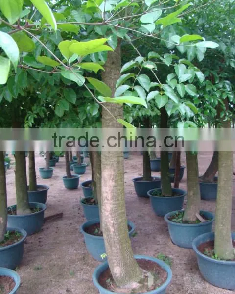 Heteropanax Fragrans (Roxb.) Seem of Indoor Outdoor Ornamental Bonsai Plants photo-5